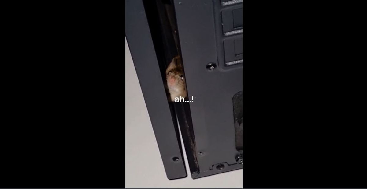 Algo horrible. Su computadora hacía ruidos y cuando la abrió había algo aterrador.