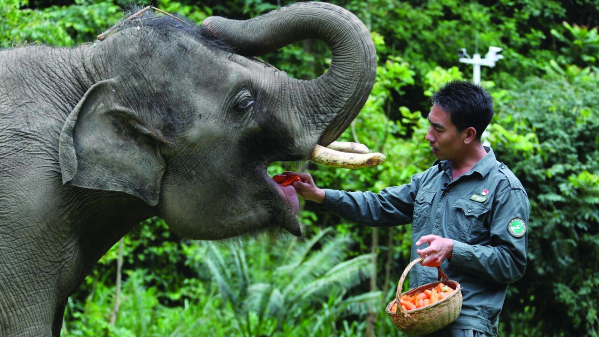 Xiong Chaoyong revisa los dientes de un elefante joven en el Centro de Rescate y Cría de Elefantes Asiáticos en Xishuangbanna