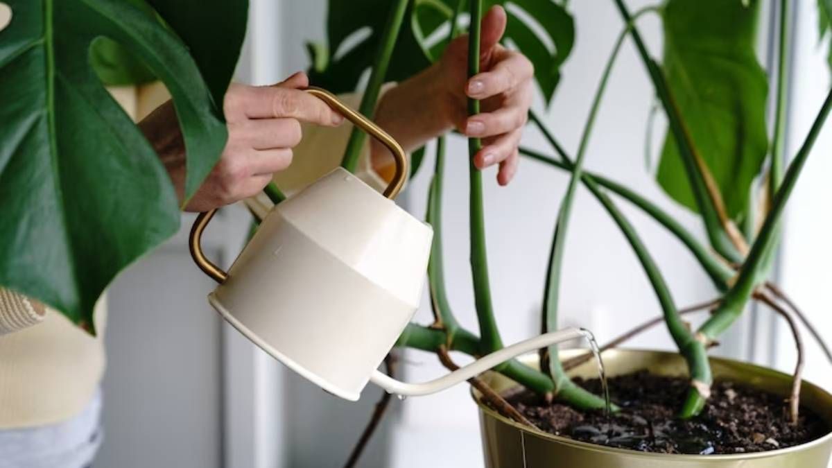 Plantas: 2 excelentes fertilizantes caseros para que florezcan más rápido Plantas: 2 excelentes fertilizantes caseros para que florezcan más rápido