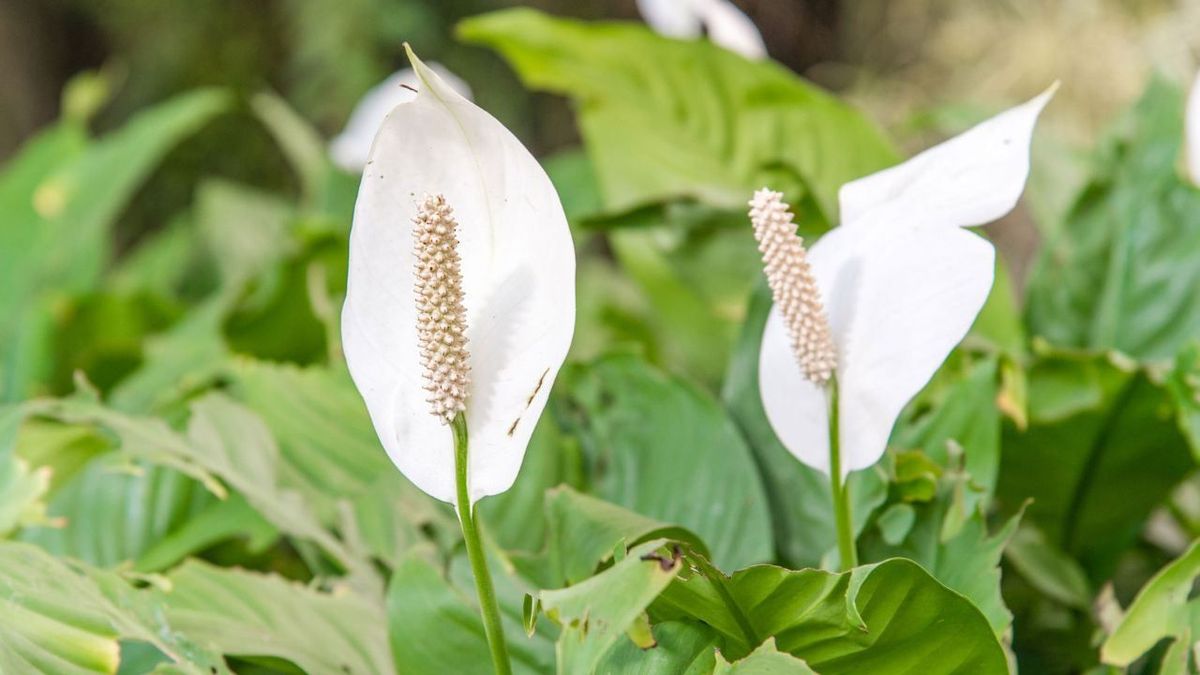 La famosa planta que embellece el hogar y crea un ambiente totalmente saludable La famosa planta que embellece el hogar y crea un ambiente totalmente saludable