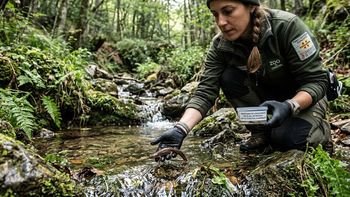 Liberan en un lugar secreto a 32 ejemplares de un animal en extinción: sólo quedan mil en todo el mundo