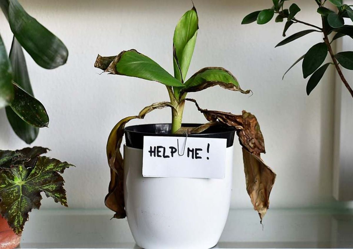 Cuida tus plantas: el alimento que podría matarlas