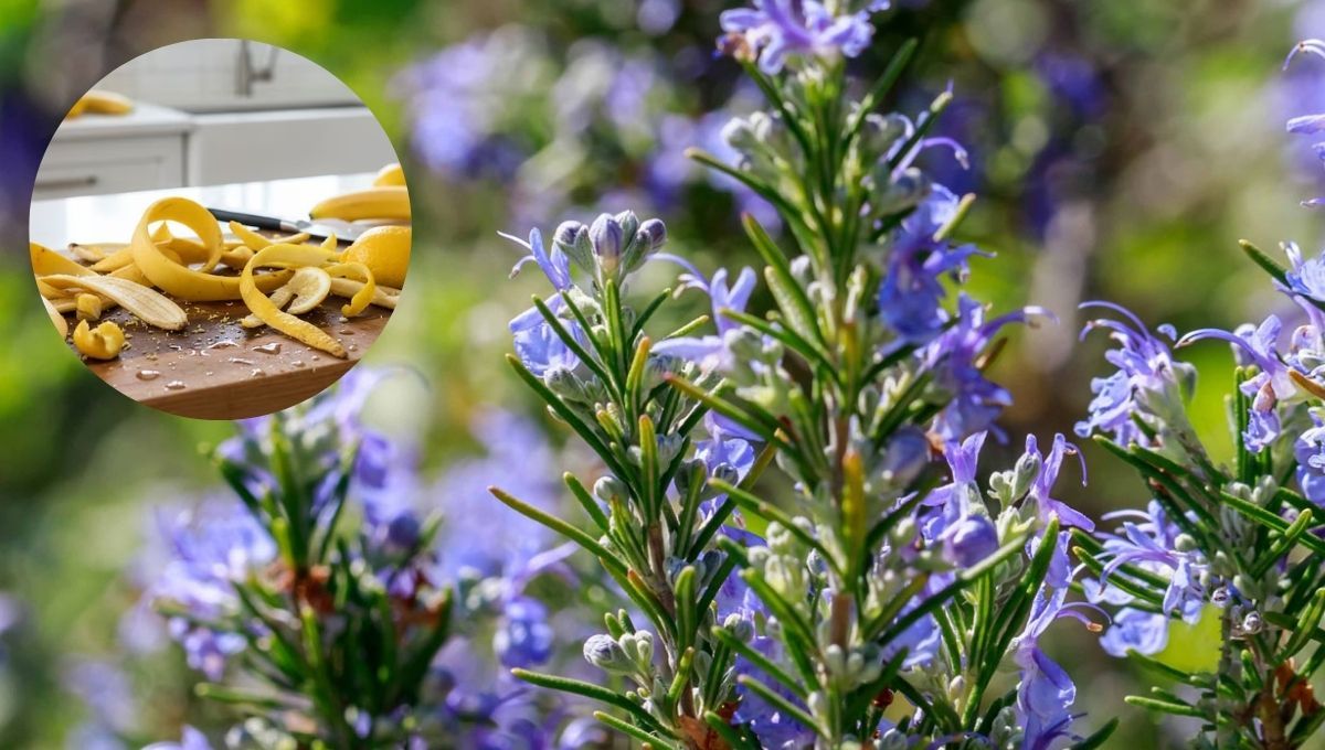 Planta de romero: cómo acelerar su floración usando un poco de cáscara de banana