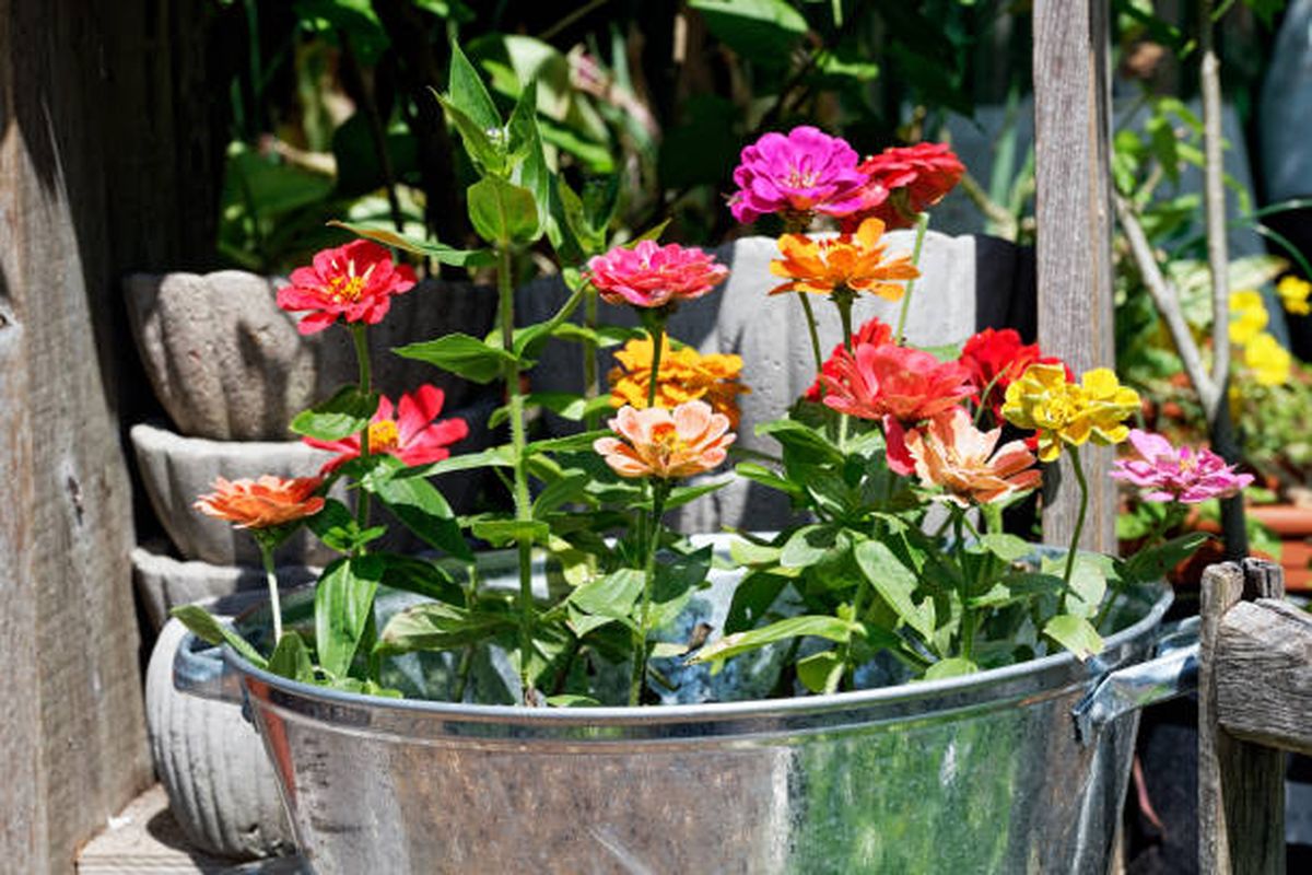 La zinnia se caracteriza por crecer rápidamente en verano. La zinnia se caracteriza por crecer rápidamente en verano.