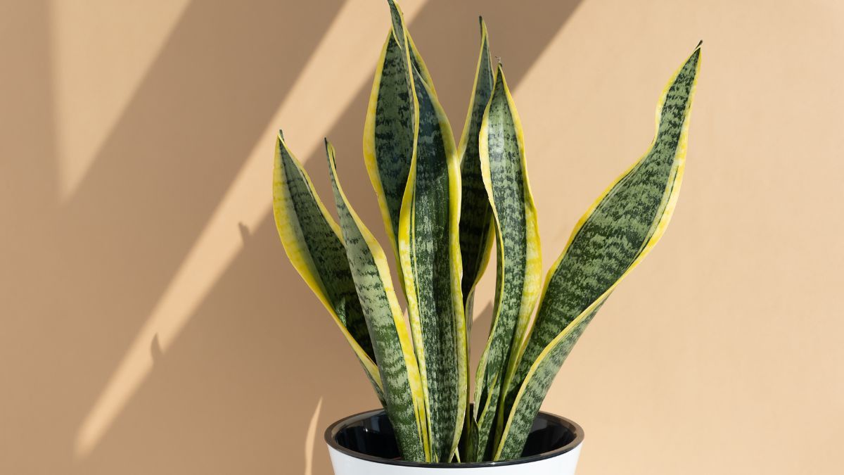 Conocé los beneficios de colocar un saquito de té en la sansevieria. Conocé los beneficios de colocar un saquito de té en la sansevieria.