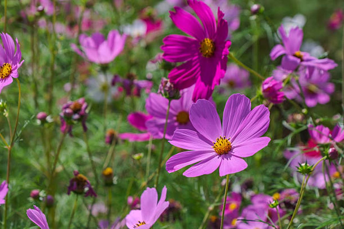Cosmos. Cosmos.
