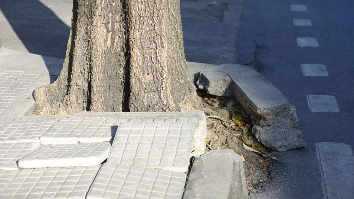 Pulmones urbanos: tres árboles ideales que dan sombra sin romper la vereda de casa