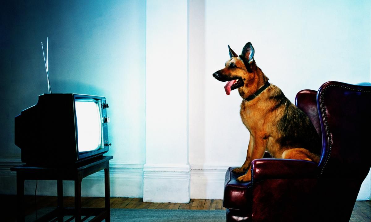 El estudio científico que revela qué les gusta ver a los perros en la televisión El estudio científico que revela qué les gusta ver a los perros en la televisión