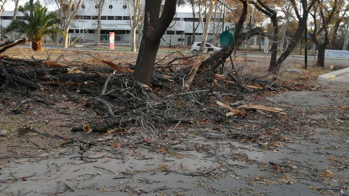 La caída de más de un centenar de árboles, además de postes y cables se produjo este fin de semana en todo Mendoza debido a la presencia del viento Zonda, según informaron desde Defensa Civil.
