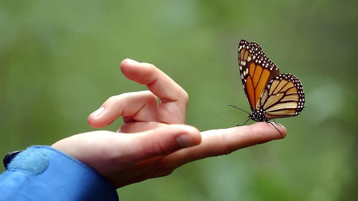 Qué significa. El significado espiritual que una mariposa se te pose. Qué significa. El significado espiritual que una mariposa se te pose.