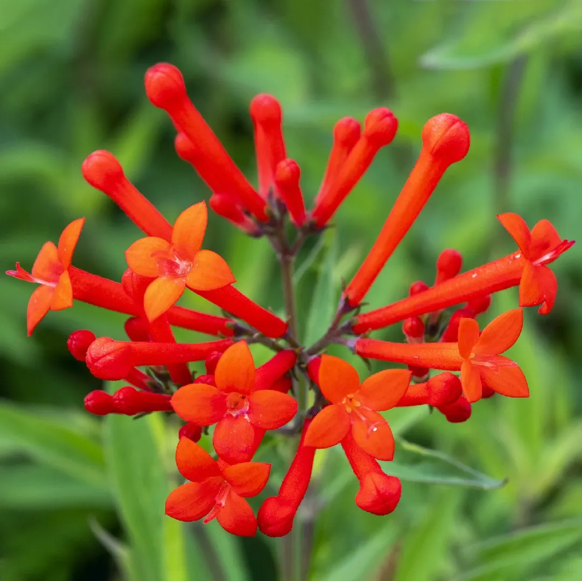 La bouvardia escarlata es una planta irresistible y fácil de mantener. Imagen: Freepik La bouvardia escarlata es una planta irresistible y fácil de mantener. Imagen: Freepik