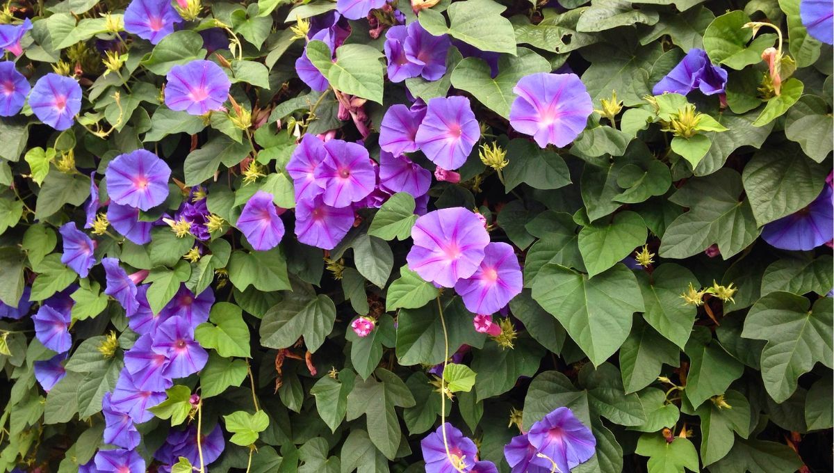 Hay una enredadera que predice la lluvia al cerrar sus flores antes de que cambie el clima. Hay una enredadera que predice la lluvia al cerrar sus flores antes de que cambie el clima.