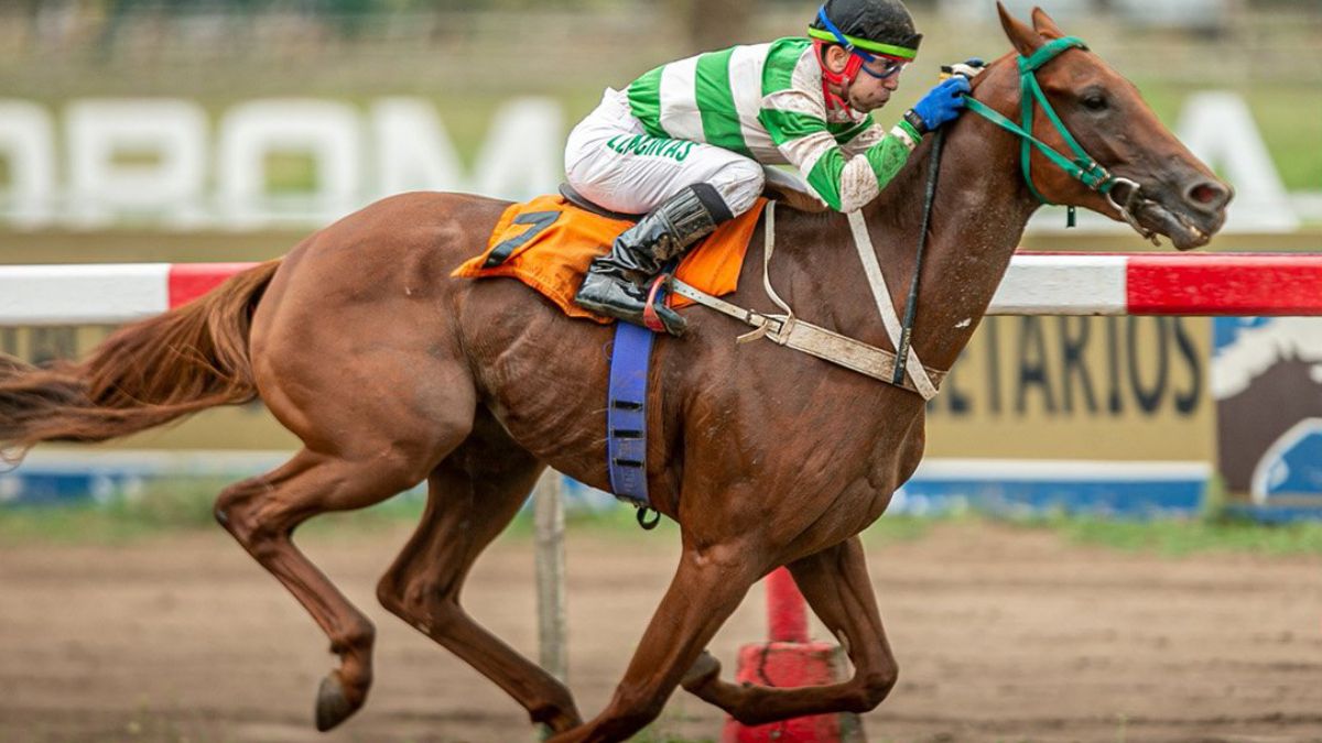 Endo Verde. El alaz&aacute;n sanjuanino ya le gan&oacute; un "mano a mano" a Code Breaker y el tupungatino buscar&aacute; revancha en el Cl&aacute;sico Vendimia Copa Canal 7.