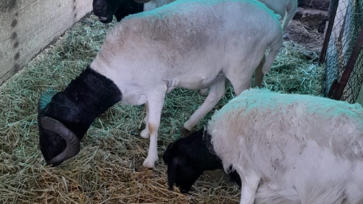 Oveja somalí. Oveja somalí.