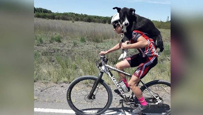 Ciclistas que entrenaban cargaron a un perro en la ruta para salvarle la vida