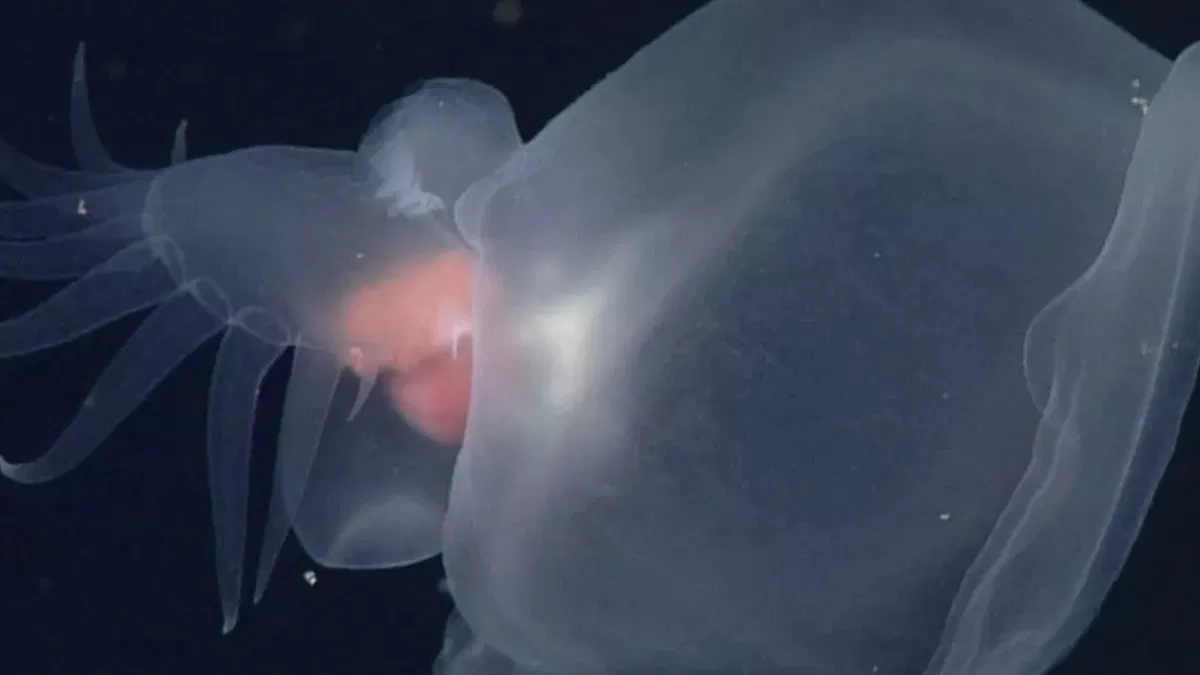 Esta nueva especie revoluciona el mundo de la ciencia. Esta nueva especie revoluciona el mundo de la ciencia.