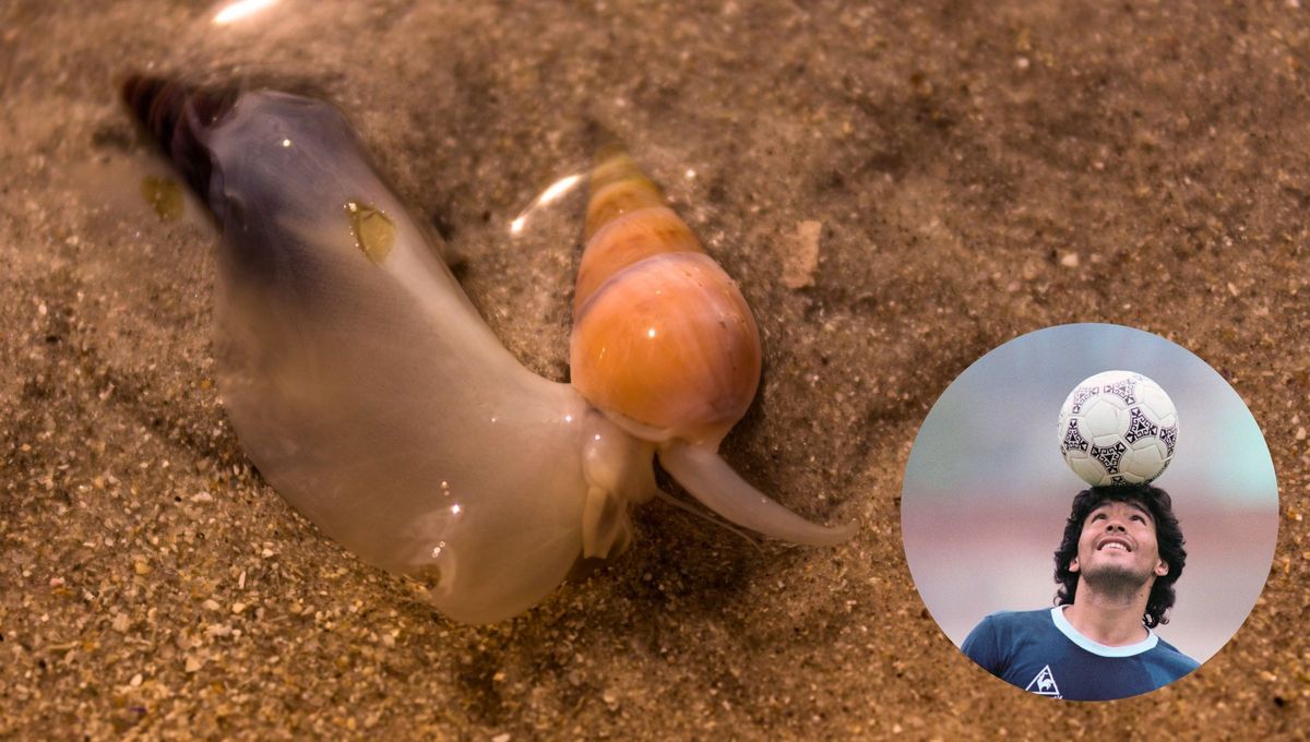 Increíble hallazgo: le ponen Maradona a una nueva especie de caracol descubierta por científicos