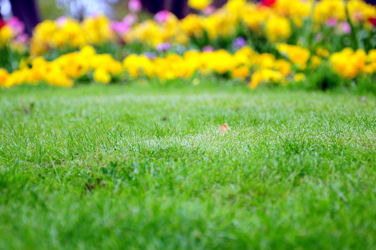 Tu césped puede ser el más verde de todos.