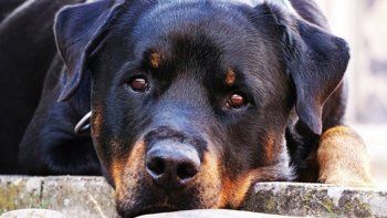Uruguay: un rottweiler cuidó a un bebé abandonado y le salvó la vida