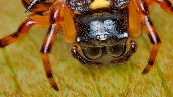 Un científico daltónico descubrió una nueva especie de araña