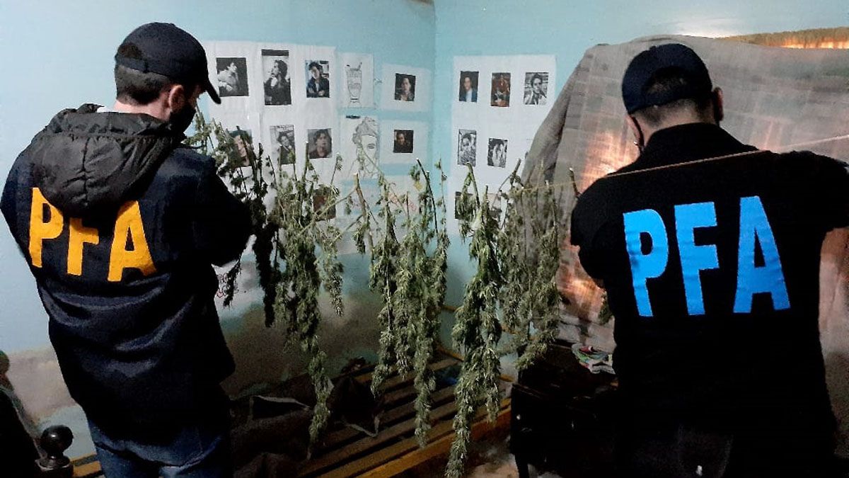 La Policía Federal detectó plantas de marihuana de gran tamaño en varias casas de Maipú.