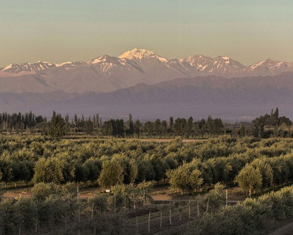 Familia Zuccardi cultiva unas 350 hectáreas de olivos propios, donde la variedad Arauco ocupa un lugar central. Familia Zuccardi cultiva unas 350 hectáreas de olivos propios, donde la variedad Arauco ocupa un lugar central.