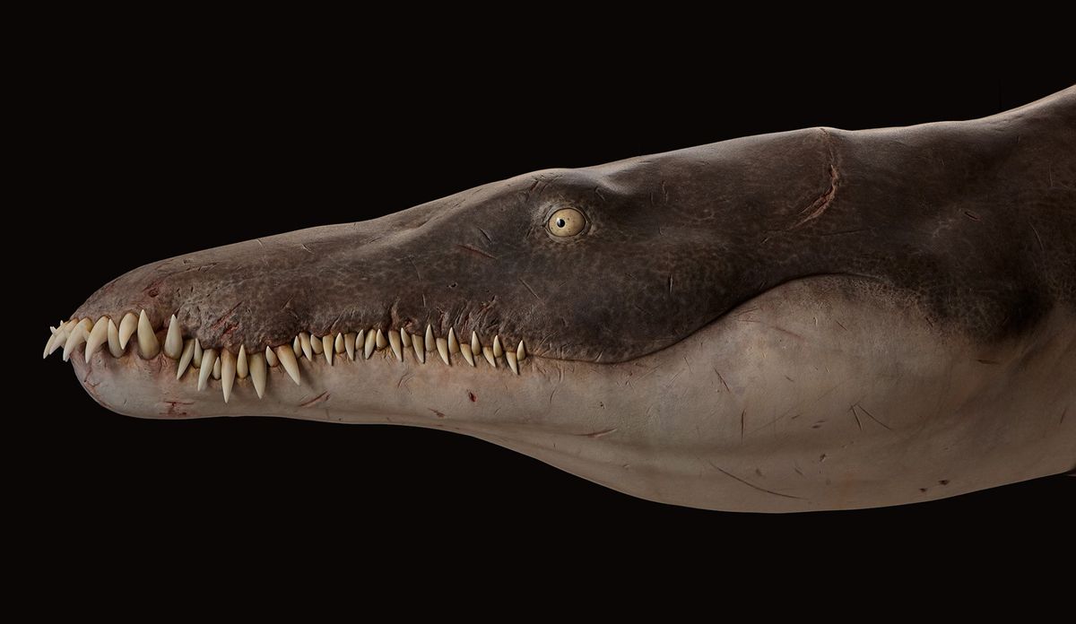 El descubrimiento de un milenario animal marino que tiene en vilo a Europa y el mundo El descubrimiento de un milenario animal marino que tiene en vilo a Europa y el mundo