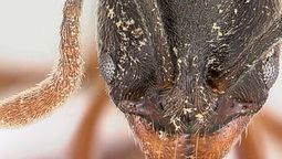 Este insecto altera notablemente el equilibrio natural. Este insecto altera notablemente el equilibrio natural.