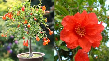 El árbol apto para macetas que decora tu balcón con un toque otoñal El árbol apto para macetas que decora tu balcón con un toque otoñal