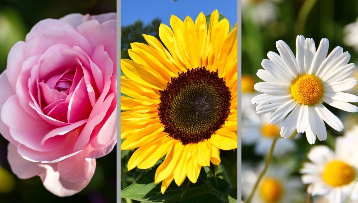 Test de personalidad: elige una flor y descubre como afrontas la vida