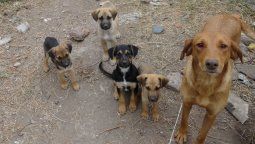 Campaña de adopción de mascotas harán este sábado en Luján