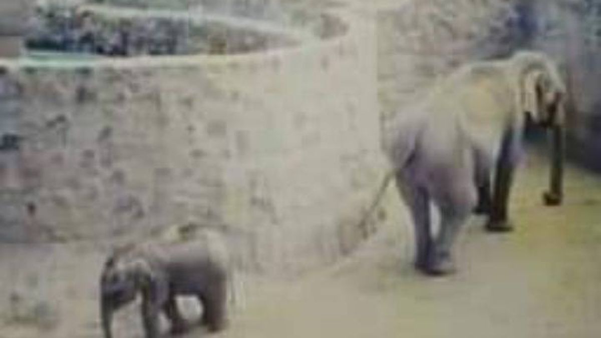 Una imagen rescatada del ex Zoológico de Mendoza cuando Guillermina era bebé.