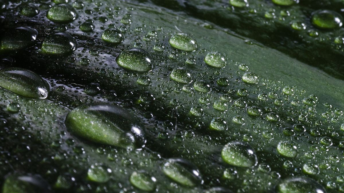 Qué significa mezclar una HOJA DE RUDA con agua de lluvia
