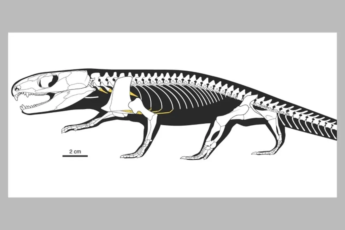 Diagrama ilustrado del esqueleto completo donde se destacan las estructuras cartilaginosas descritas por primera vez en este estudio. Nature (2026) Diagrama ilustrado del esqueleto completo donde se destacan las estructuras cartilaginosas descritas por primera vez en este estudio. Nature (2026)