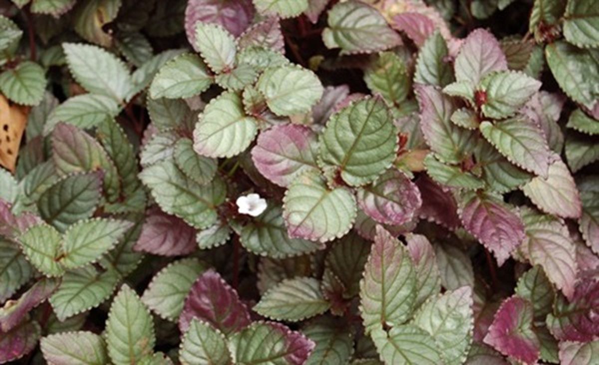 La hiedra roja tiene hojas que presentan una coloración verdosa en el haz y son moradas en el envés. La hiedra roja tiene hojas que presentan una coloración verdosa en el haz y son moradas en el envés.