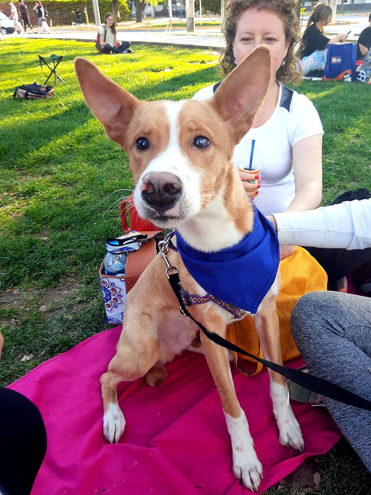 Este rubio de orejas grandes estuvo muy atento. Buscaba mimos y conquistar el corazón de la familia que lo acompañará toda su vida.