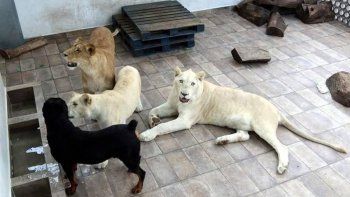 Rugidos de leones causan pánico en Ciudad de México
