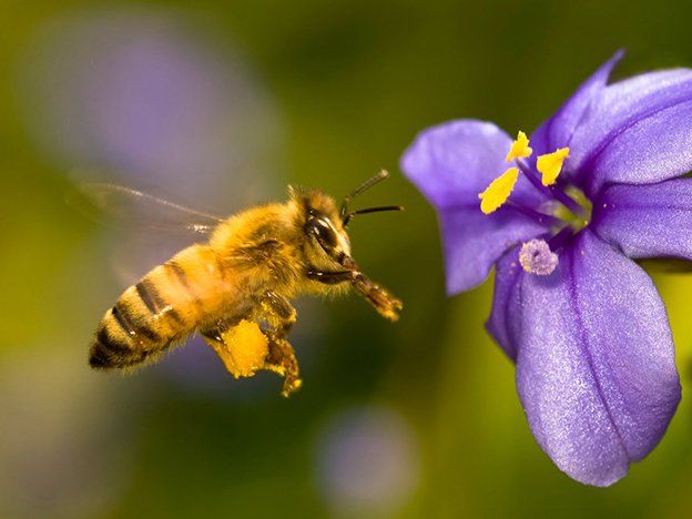 Preocupa el descenso en la población de abejas