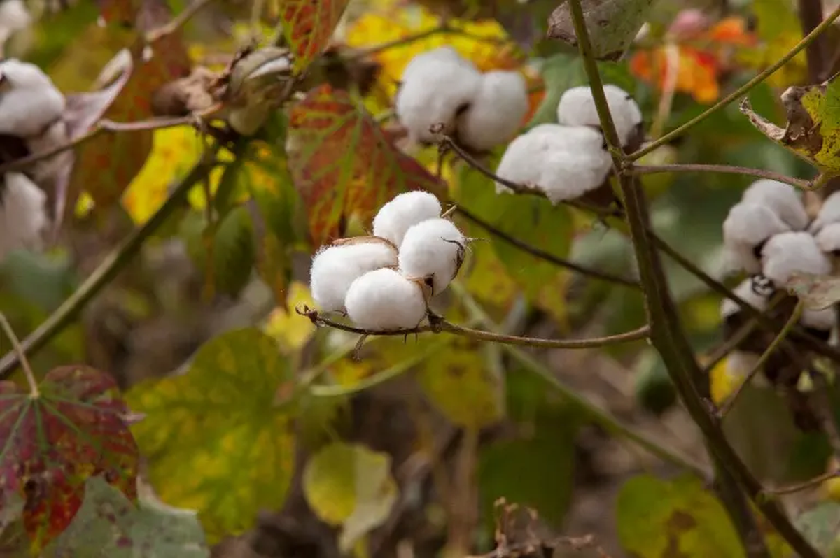 Puedes crear tu propio árbol de algodón siguiendo sencillos pasos. Puedes crear tu propio árbol de algodón siguiendo sencillos pasos.