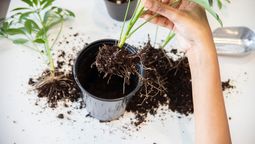 Reproduce una planta en tu jardín con este sencillo truco casero.