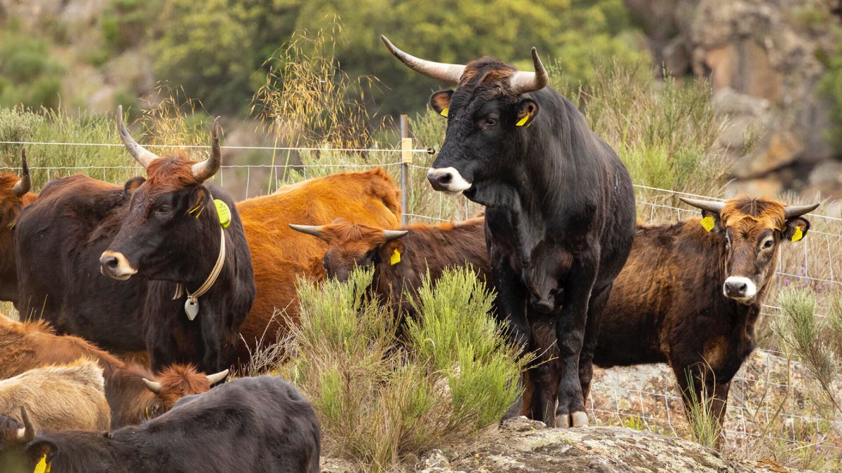 Una manada de toros fue insertada recientemente en el valle de Rewilding Portugal.