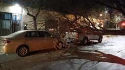 Viento Zonda: un árbol cayó sobre dos autos de un mismo dueño