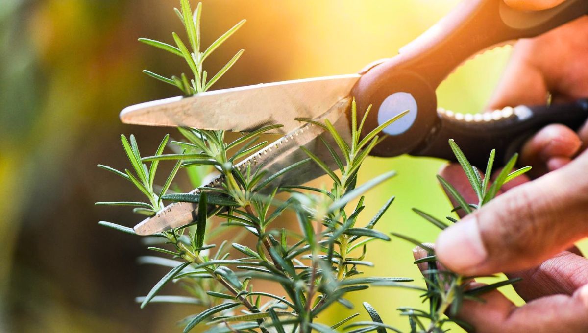 Esta es la época ideal para podar la planta de romero