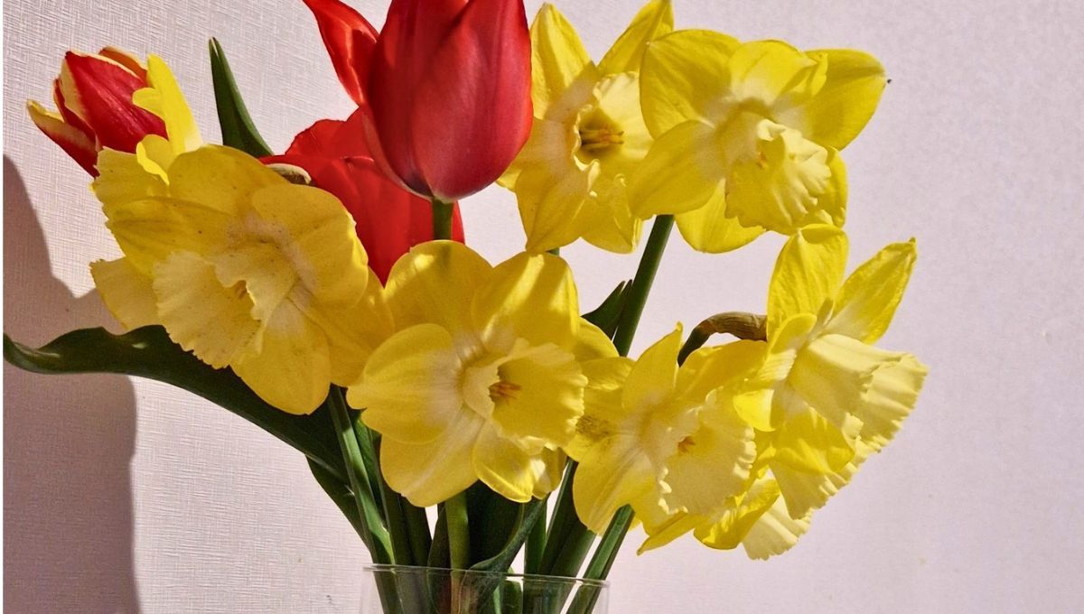 Por qué hay que regalar una flor de narciso en octubre y qué beneficios trae