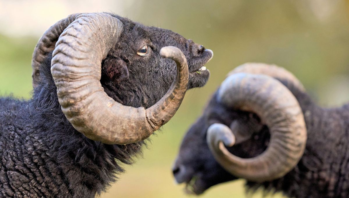La frase está inspirada en el comportamiento de los carneros. La frase está inspirada en el comportamiento de los carneros.