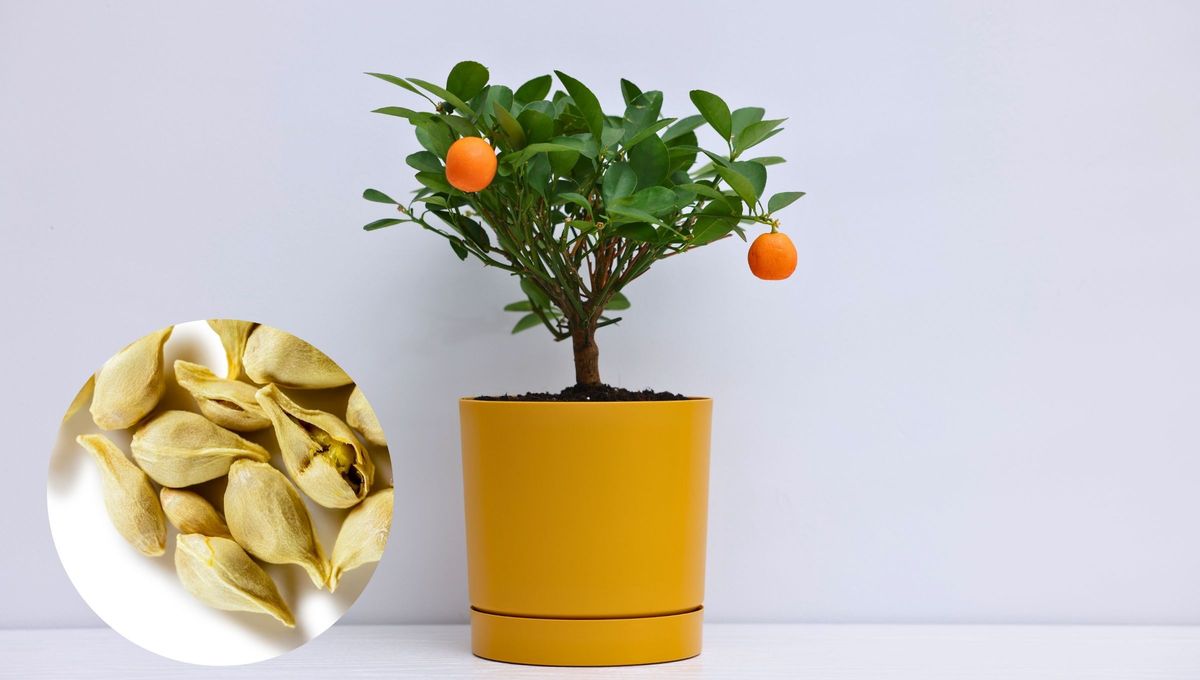 Es posible cultivar un naranjo a partir de semillas. Adem&aacute;s, es una de las maneras m&aacute;s econ&oacute;micas de tener un &aacute;rbol frutal en tu jard&iacute;n.