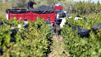 Pronóstico de cosecha 2026: Mendoza y San Juan pidieron al INV que siga haciendo el relevamiento Pronóstico de cosecha 2026: Mendoza y San Juan pidieron al INV que siga haciendo el relevamiento