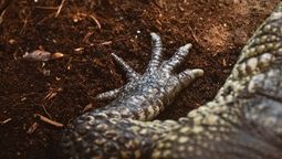El acertijo que pone a prueba tu mente: cuál es la criatura con garra y patas que desconcierta a todos. Fuente: Canva. El acertijo que pone a prueba tu mente: cuál es la criatura con garra y patas que desconcierta a todos. Fuente: Canva.