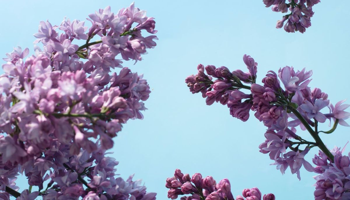 Si quieres que el árbol se llene de flores en primavera, tienes que porporcionarle los cuidados adecuados. Imagen: Magnific. Si quieres que el árbol se llene de flores en primavera, tienes que porporcionarle los cuidados adecuados. Imagen: Magnific.