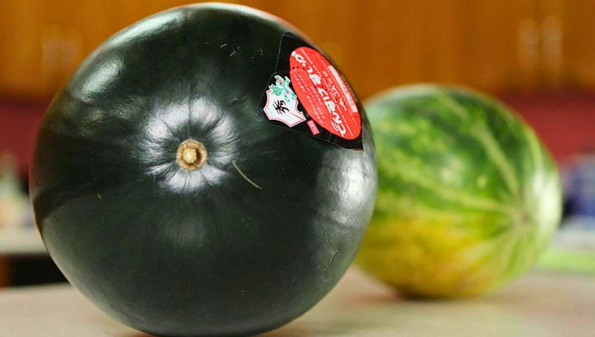 Lo que hace única a esta fruta es su cáscara es negra y su pulpa interna es de un rojo intenso y brillante.